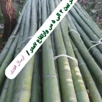 نی بامبو ( چوب خیزران)