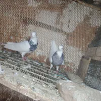 کبوتر طوقی|پرنده|مسجد سلیمان, |دیوار