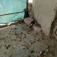 کبوتر