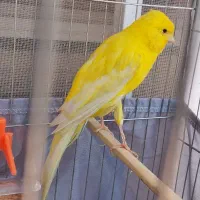قناری رسمی بلند نر