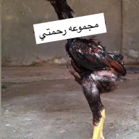 جوجه لاری اصیل