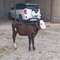 فروش گوساله مونت