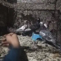 پنج عدد کبوتر پیچ بازی|پرنده|مرودشت, فرهنگ|دیوار