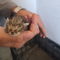 واگذاری گربه