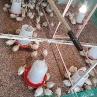 جوجه بوقلمون