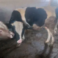 گوساله‌‌‌‌نر‌سیمنتال‌‌هولیشتاین‌‌هلندی‌‌محلی|حیوانات مزرعه|ماهدشت, |دیوار