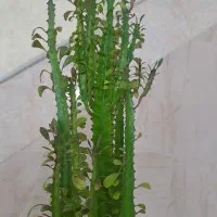 افوربیا قرمز،سرحال،شاداب،پربچه