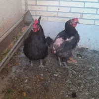 مرغ تخم گذار رسمی