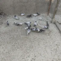 کبوتر نقش وپرش حراجی