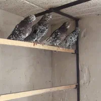 سرور