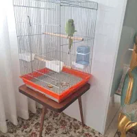 طوطی ملنگو ماده