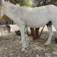 حیوانات
