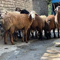 به دلیل فروش بیشتر انواع گوسفند
