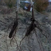 نهال انگور سردشتی کشمش سفید و قرمز بی دانه