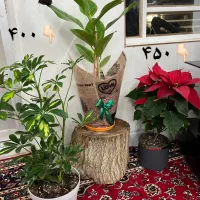 گل خشگل اردکان