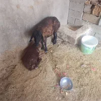 افشاری|حیوانات مزرعه|لالی, |دیوار