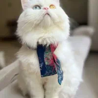 واگذاری رایگان پرشین|گربه|همدان, |دیوار