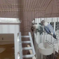 طوطی برزیلی