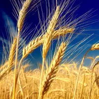 زمین کشاورزی آبی و دیم با کمترین قیمت