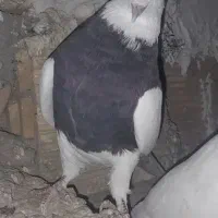 طوقی|پرنده|لاران, |دیوار