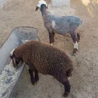 2راس بره ماده سالم و خوراک خور