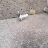 کبوتر کله هفت رنگ