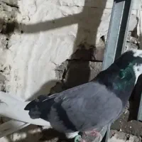 کبوتر پرشی شازده سبز|پرنده|شهریار, شهرک بهاران (ویره)|دیوار