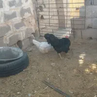خروس سیاه جوان مورموری معاوضه با وارک خوب هم دارم|پرنده|آبدانان, |دیوار