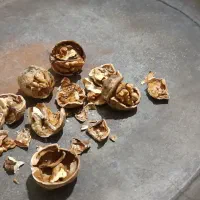 گردو لردگان به صورت درهم