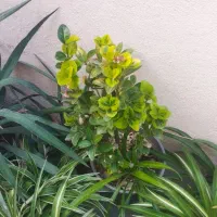 گل های طبیعی با یک زیره برای گل و وسایل|گل و گیاه طبیعی|کرمانشاه, |دیوار