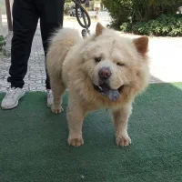 سگ چاو چاو نر|سگ|رشت, پیرسرا|دیوار