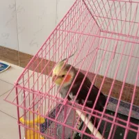 عروس هلندی سخنگو همراه با قفس