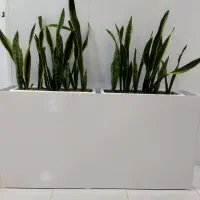 باکس گل