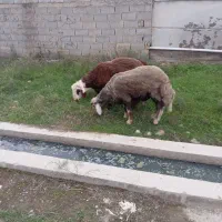 دوعددتوقلی