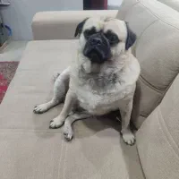 واگذاری سگ پاگ