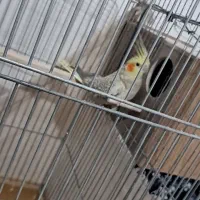 عروس هلندی جفت مولد جوجه بزرگ کن|پرنده|پاکدشت, پاکدشت (مامازند)|دیوار