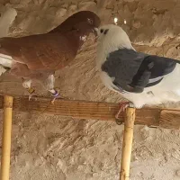 کفتر پرشی|پرنده|قرچک, محمد آباد|دیوار