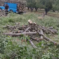 خریددرخت،صنوبر،ریشه