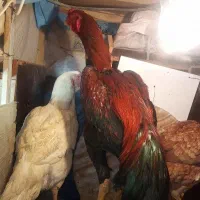 لاری لاری لاری تخم