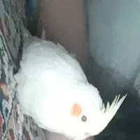 عروس هلندی گمشده