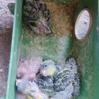 مرغ عشق|پرنده|تبریز, |دیوار