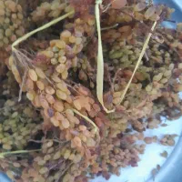کشمش|خدمات باغبانی و درختکاری|سنخواست, |دیوار