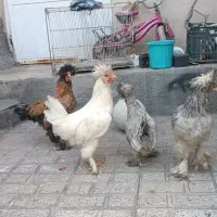 مرغ خروس لهستانی محلی