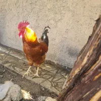 خروس محلی جوان