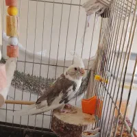 عروس هلندی|پرنده|محلات, |دیوار