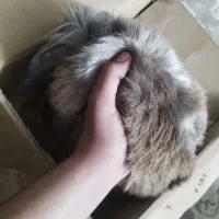 خرگوشه لپ واکسن خورده|موش و خرگوش|پیشوا, |دیوار