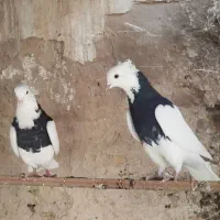 کبوتر کلاغ سیاه کربلائی|پرنده|مشهد, کوثر|دیوار