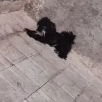 سگ شیتزو کراس