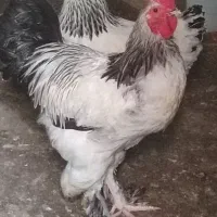 مرغ و خروس برهما..غول پیکر