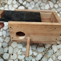 جا لونه ای طوطی برزیلی